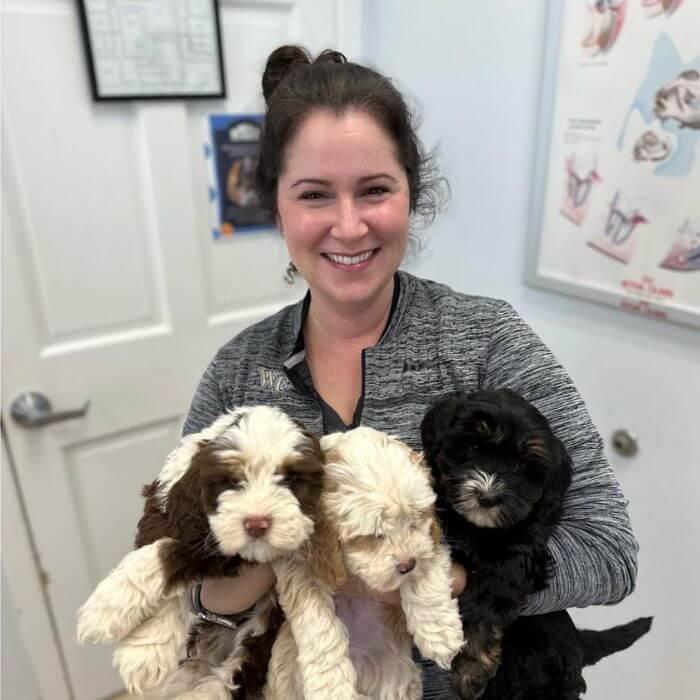 veterinarian holding 3 shi tzu puppies
