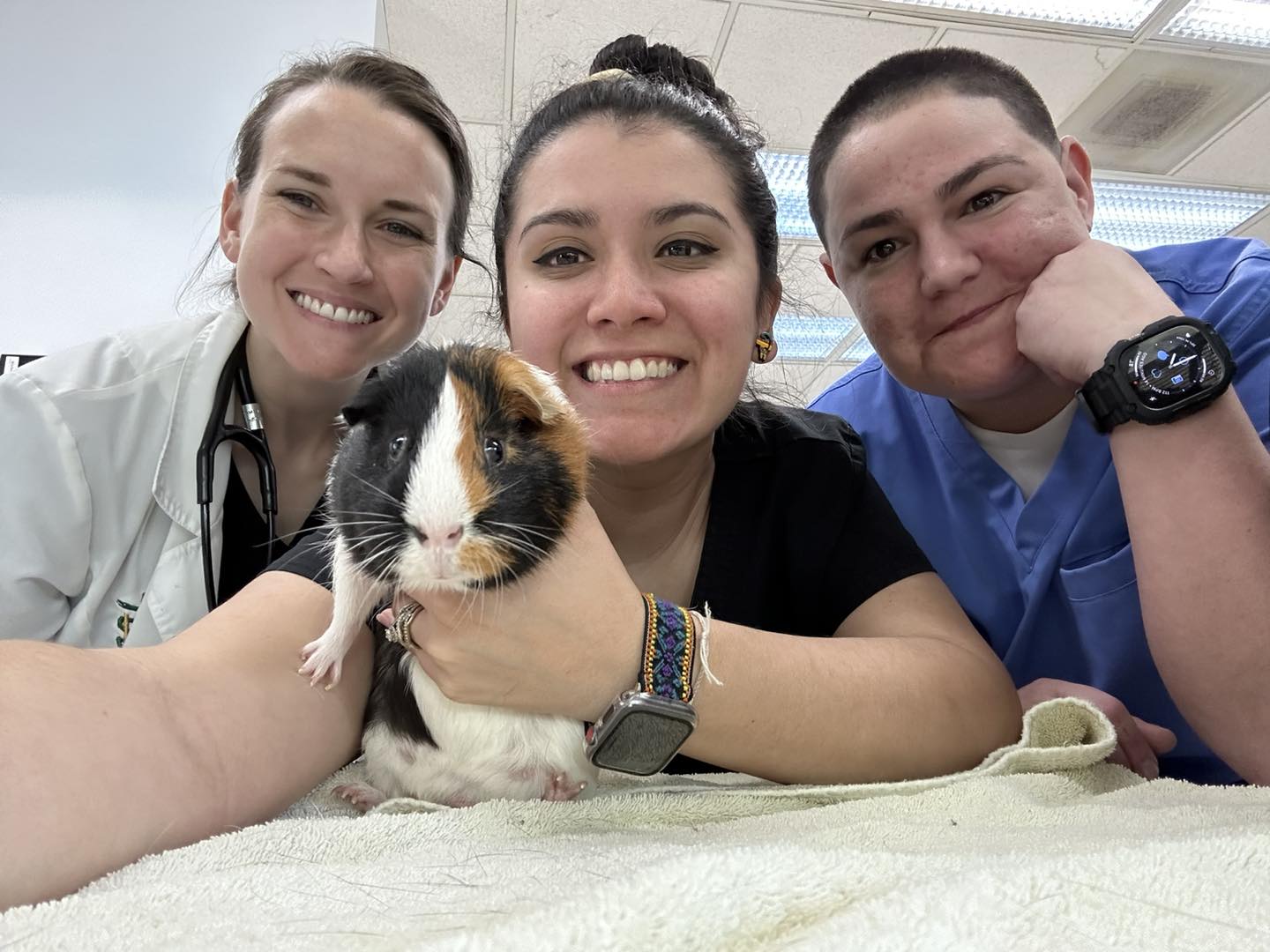guinea pig staff photo