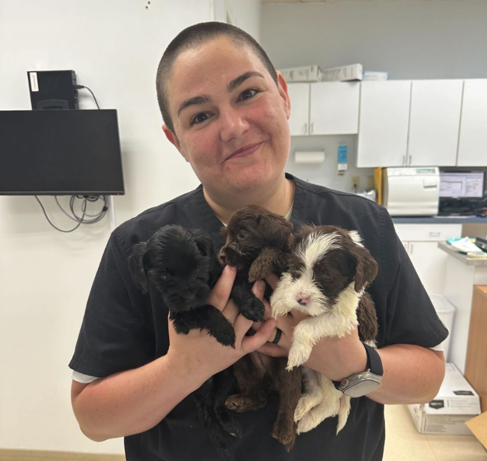 Vet Near Me WinstonSalem, NC Reynolda Veterinary Hospital