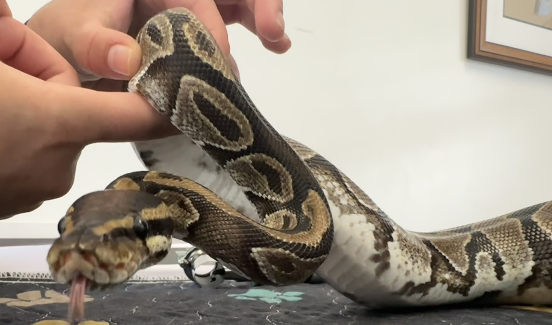 A vet petting a snake A vet petting a snake
