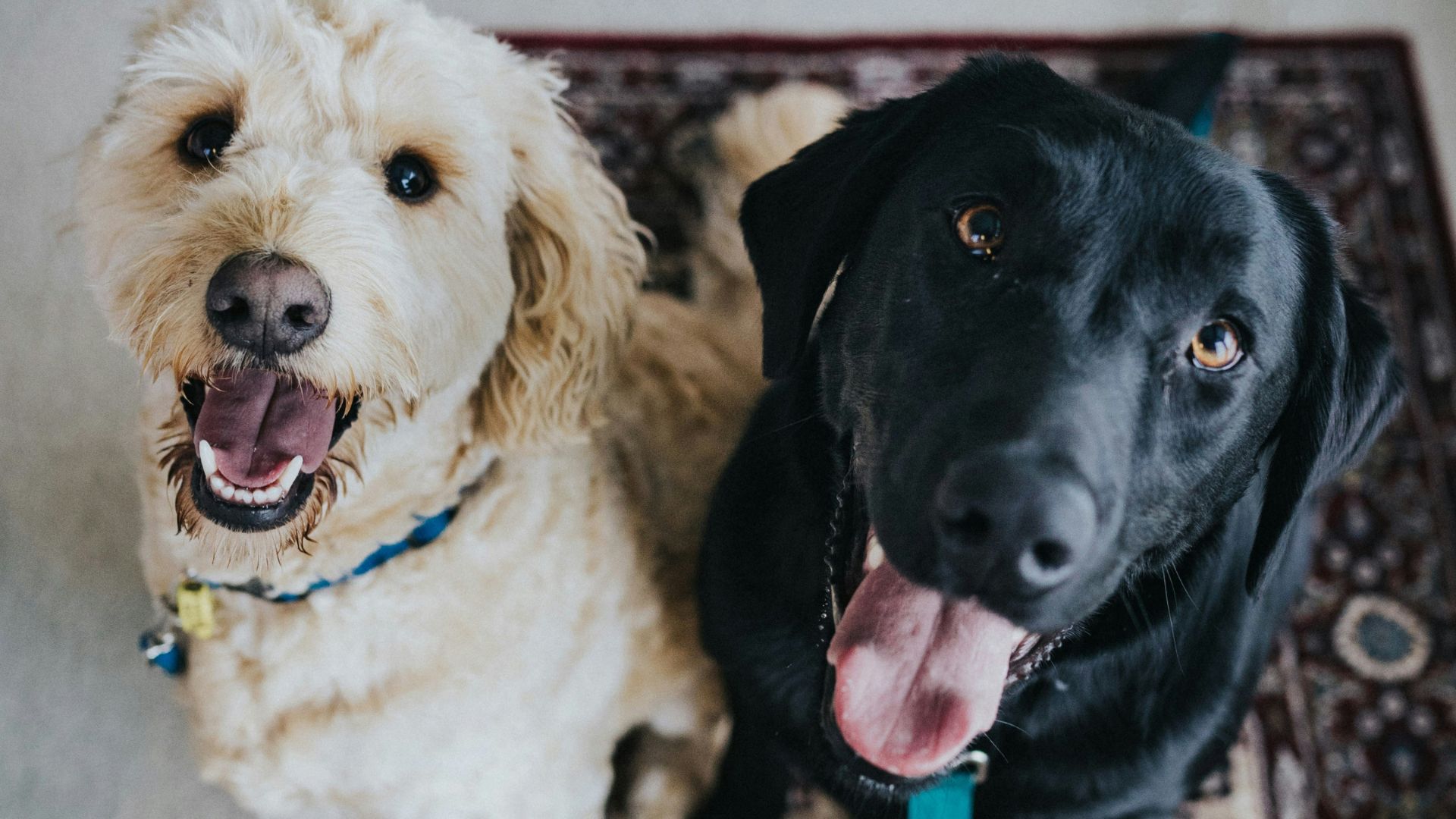 Golden Retriever dog with tongue out sitting outdoors in a park with blurred trees in the background.