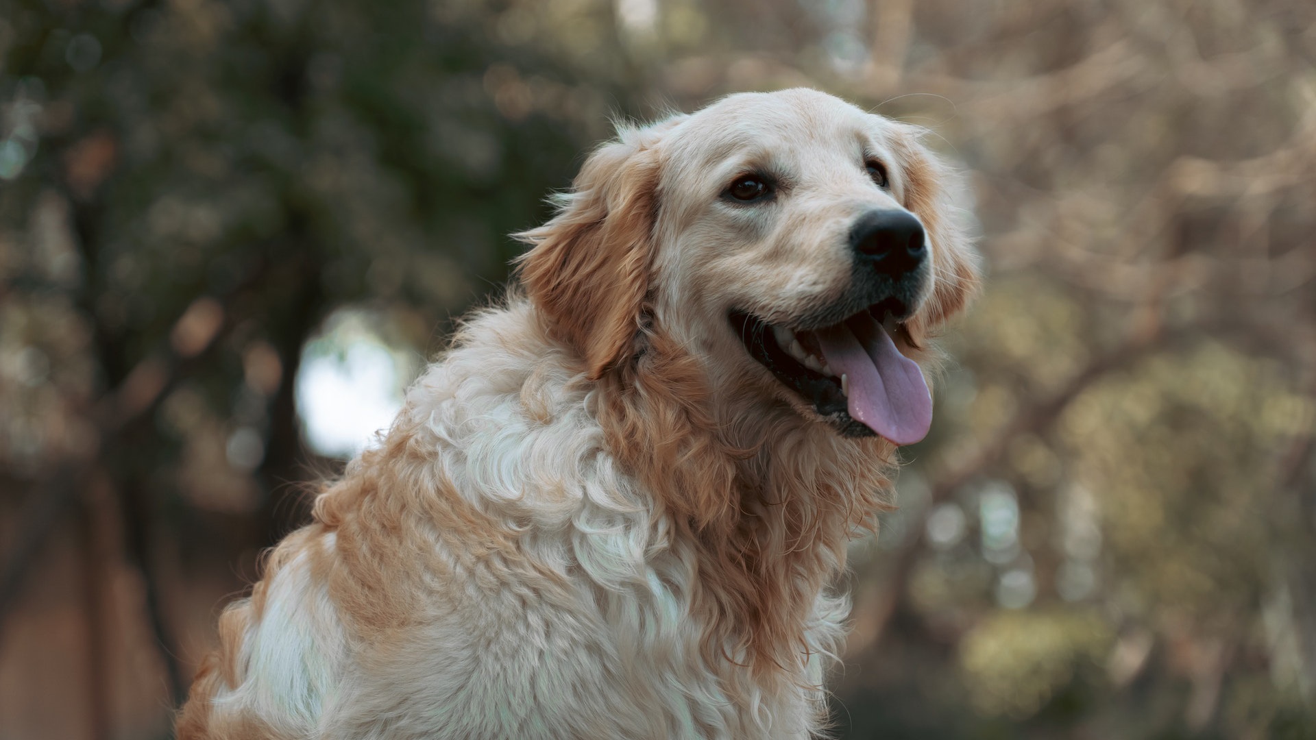 banner-img-2 Golden Retriever dog with tongue out sitting outdoors in a park with blurred trees in the background.