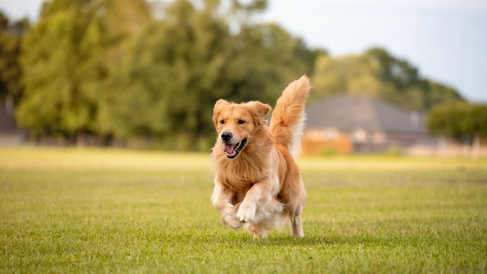 Golden Retriever dog with tongue out sitting outdoors in a park with blurred trees in the background.
